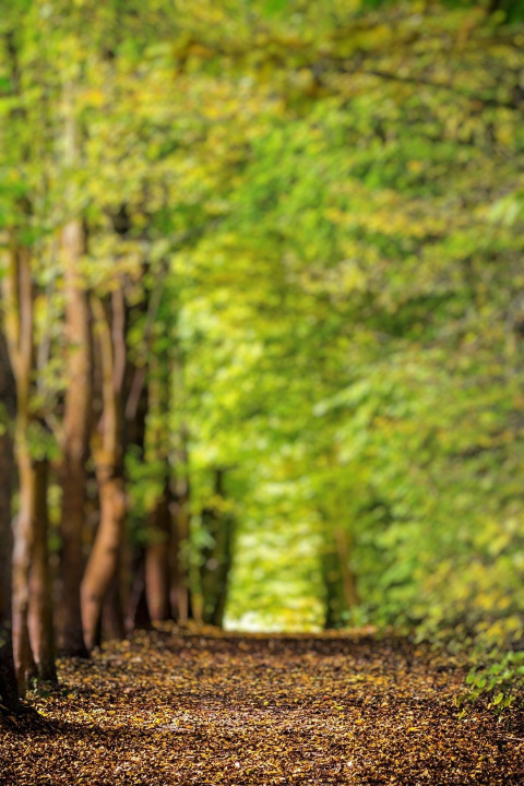 Forest Phone CB Wallpaper For Photoshop Pisart Editing