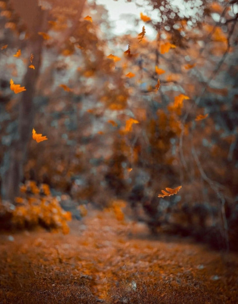 Forest Picsart CB Background Download Free For Snapseed