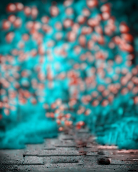 Forest Snapseed Cb Background Free Download