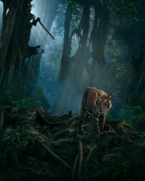 Forset Instagram Editors Tiger Background Images HD