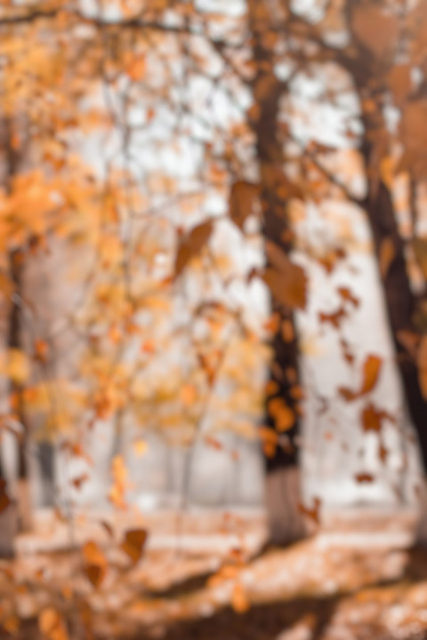 Forset Picsart CB Editing HD Background Download For Dslr