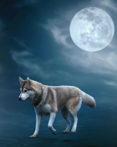 Fox Picsart Background Download For Editing HD