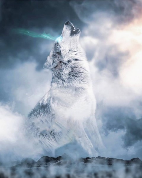 Fox Picsart Cb Edit Background Download