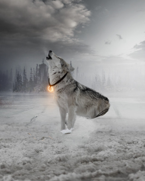 Fox Picsart Photo Editing New Background HD