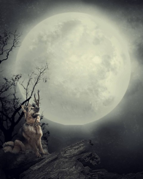 Fox With Dark Moon Background Download