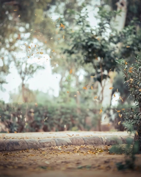 Free Wallpaper HD For Photo Editing Plant Background CB
