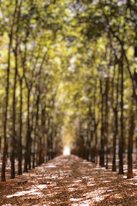 Full HD Forest Dslr Blur Photo Editing Background