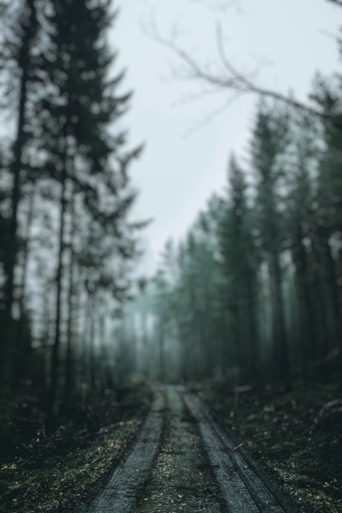 Full HD Forest Dslr Blur Photo Editing Background  Pic