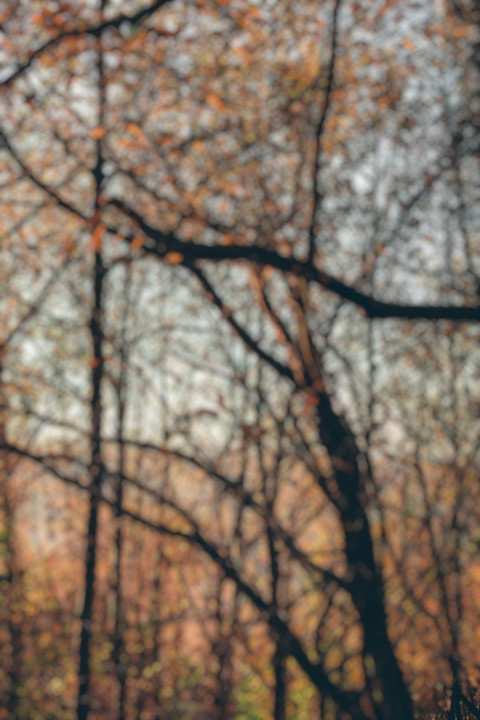Full HD Forest Dslr Blur Photo Editing Background  Pics