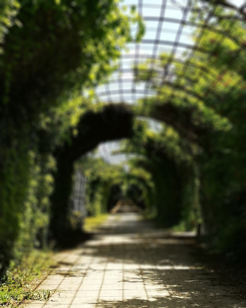 Garden Photo Editing Nature Editing Background