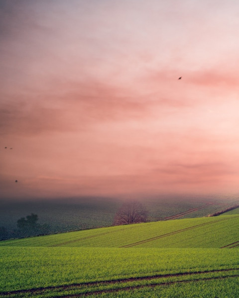 Grass Picsart Background Download HD