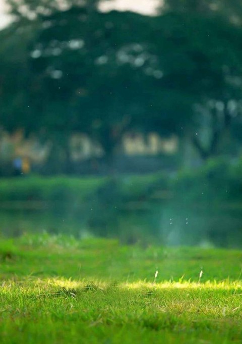 Grass Snapseed Background New Full HD