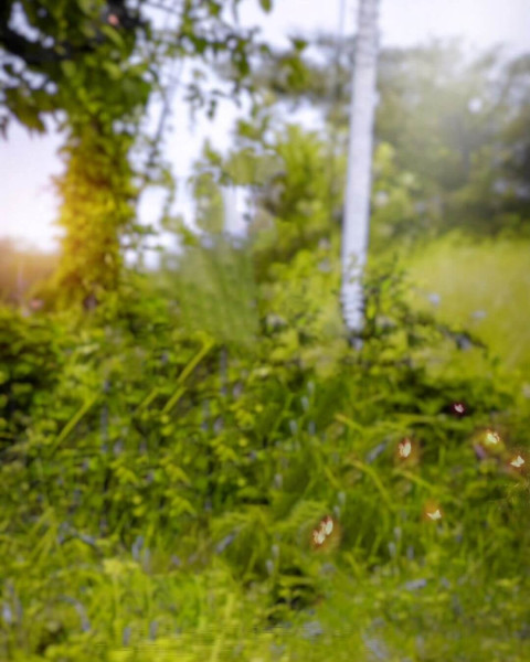 Green Forest Lightroom CB Viral Background Full HD