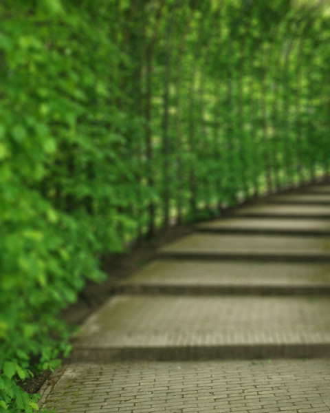 Green Garden CB Picsart Photo editing Background Pics