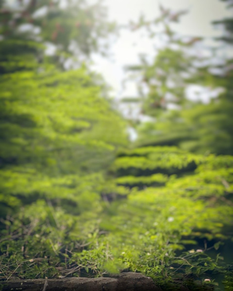 Green Nature Snapseed Background Download For CB Picsart Editing (Free)