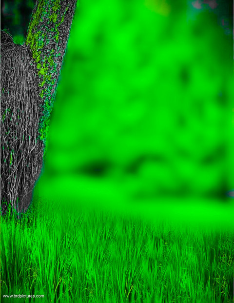 Green Photoshop Blur Editing Background Download