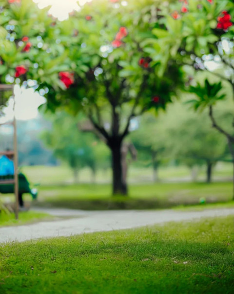 Green Tree Nature Wallpaper Free HD Background