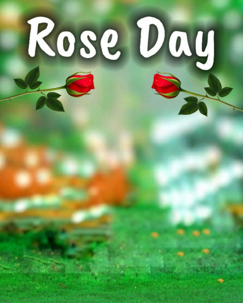 Happy Rose Day Cb Background For Valentine's Day Photo Editing