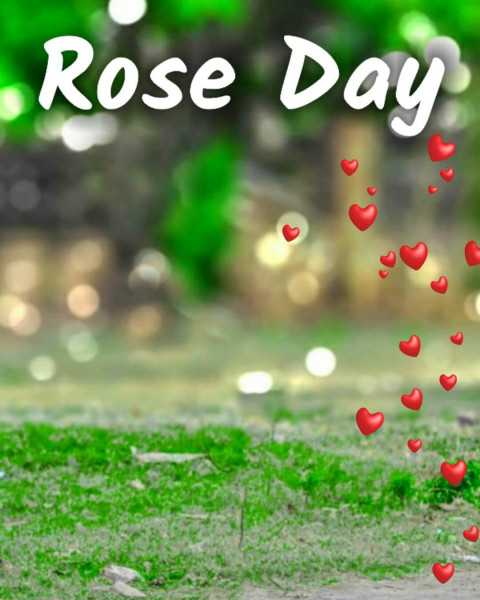 Happy Rose Day Cb Background For Valentine's Day Photo Editing HD