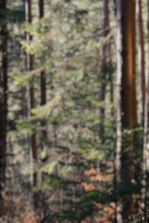HD Blur Forest CB Dslr Editing Background Download  HD