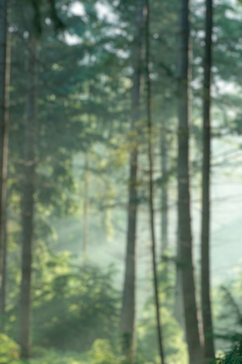 HD Blur Forest CB Dslr Editing Background Download Pics