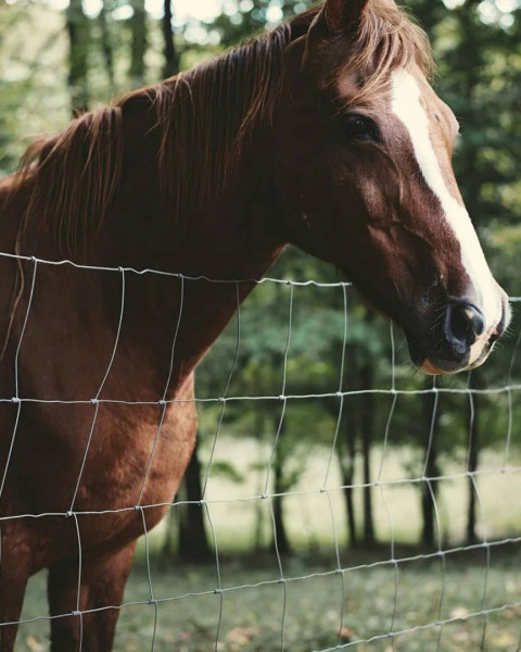 Horse Editing Photo Wallpaper For CB Background HD