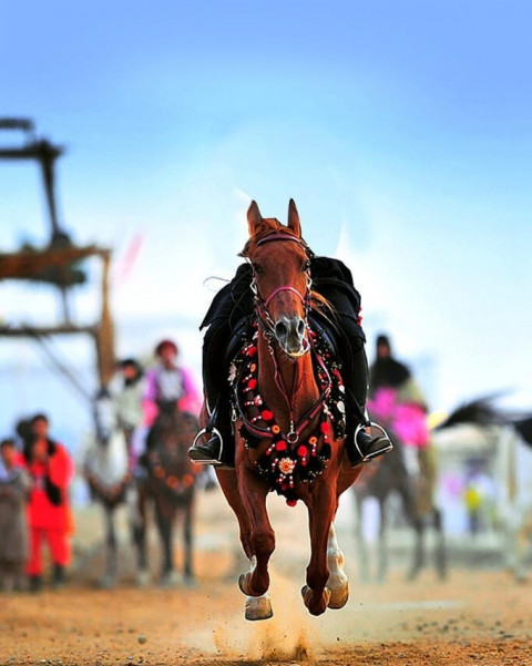 Horse Picsart Background Download Full HD