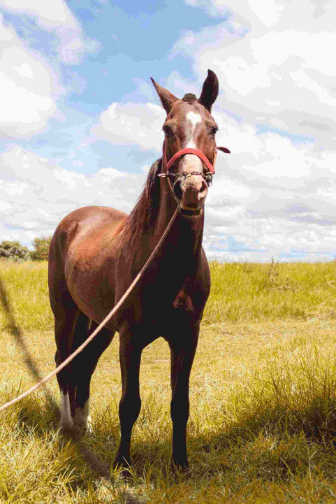 Horse Picsart Photo Editing New Background HD