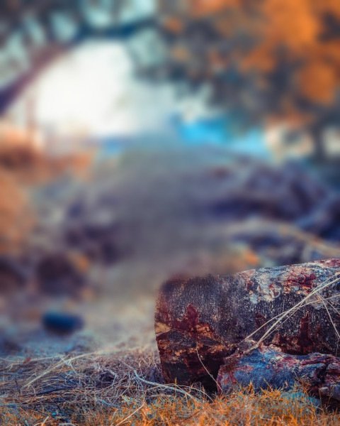 Jungle Nature Hd Photo Background Images