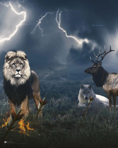Lion Photo Editing PicsArt Background HD