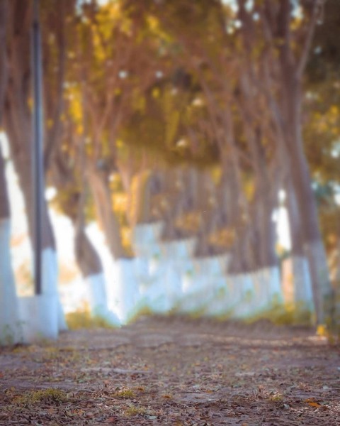 Natur Blur Athrav Raut Background HD Free