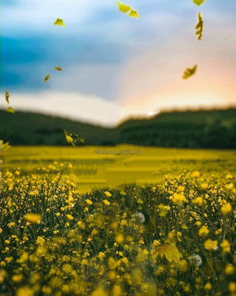 Nature Background download Full Hd