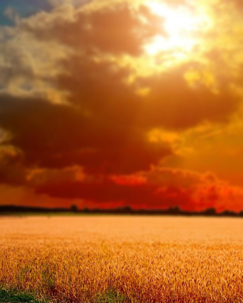 Nature Blur Cb Background for Photoshop Editing New