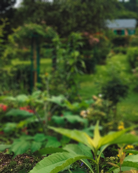 Nature Blur Garden Picsart Editing Background New