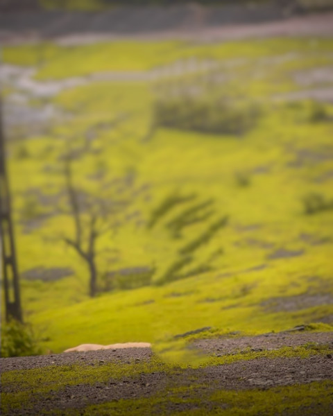 Nature Cb Blurred HD Background For Picsart Editing