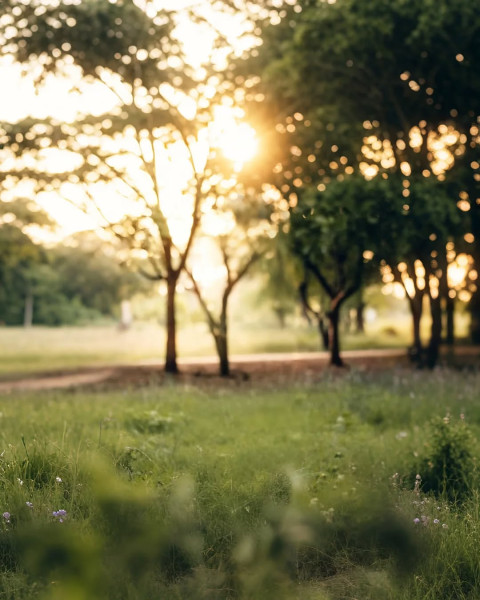 Nature Creative Photo Sunrise Editing Background