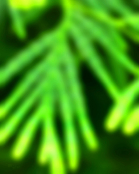Nature Dslr Photo Editing Blur Background HD