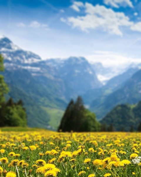 Nature Flowers CB Blur Background For Photoshop Editing HD