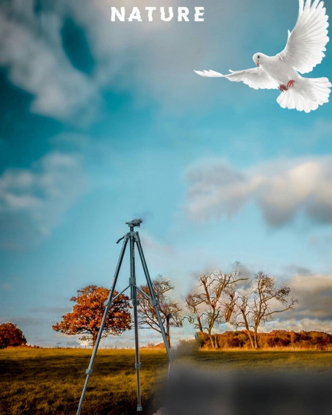 Nature Flying Birds Background