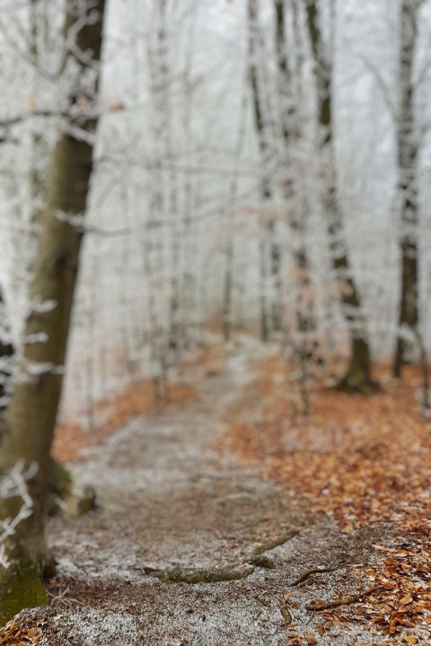 Nature Forest Blur CB Background For Dslr HD Editing HD