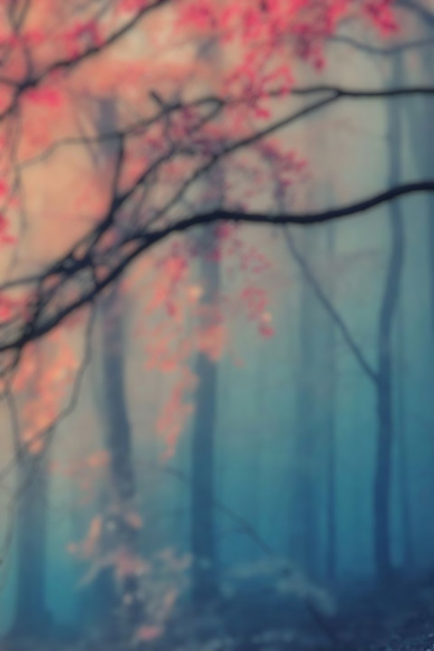 Nature Forest Blur CB Background For Dslr HD Editing New