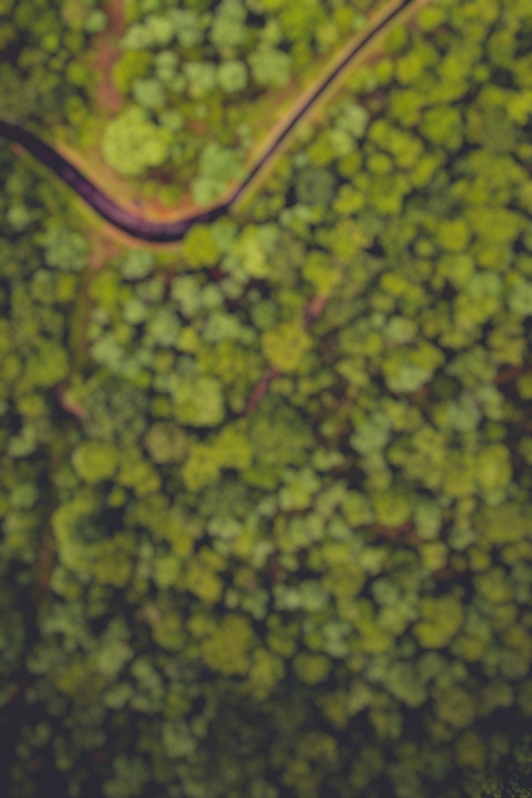 Nature Forest Blur CB Background For Dslr HD Editing Pic