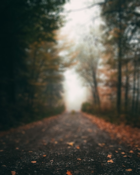 Nature Forest CB Picsart Editing Background Download Pics