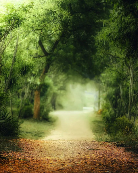Nature Forest Cool Background For Picsart Stock Images