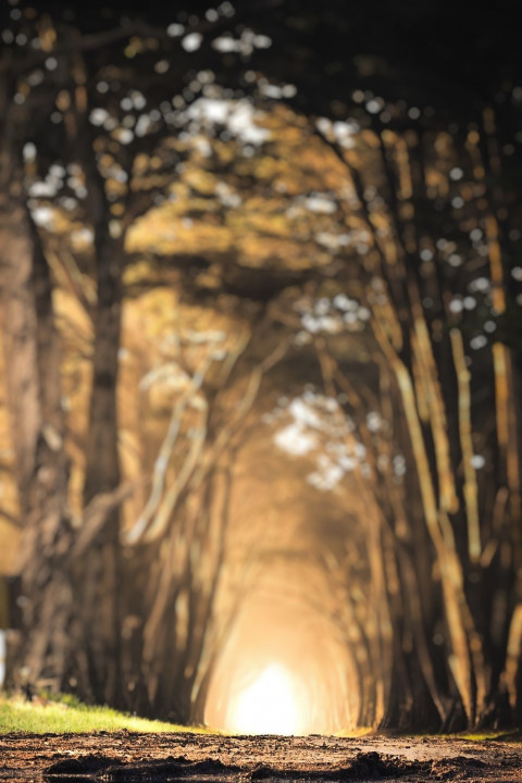 Nature Forest Dslr Blur CB Photo Editing Background HD