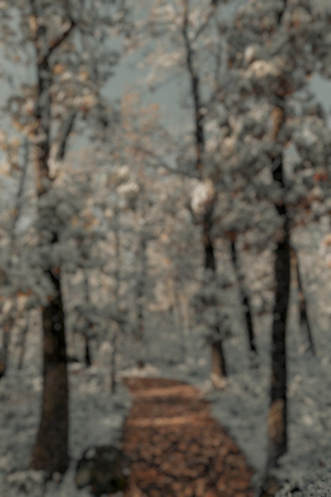 Nature Forest Dslr Blur CB Photo Editing Background HD Pic