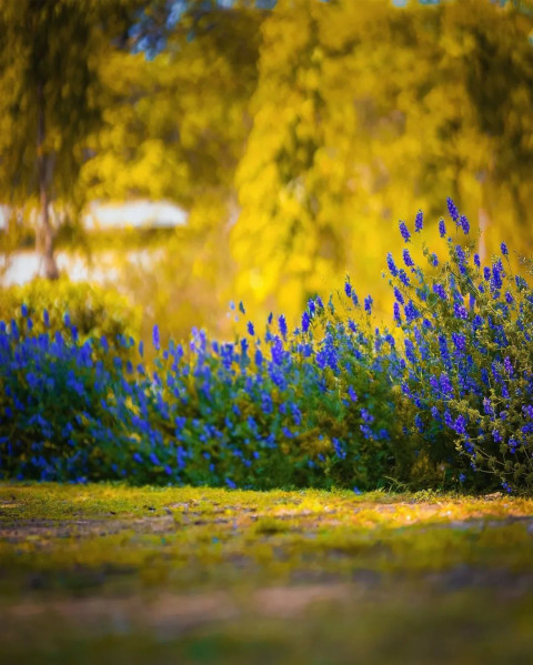 Nature Grass Background HD Images Editing CB Photo