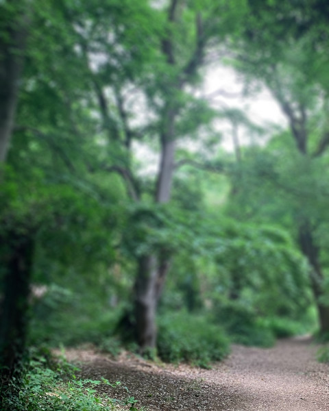 Nature Green Garden Photo Editing Background New
