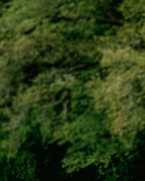 Nature Green Garden Photo Editing Background Pics
