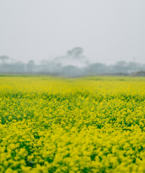 Nature HD Yellow Flowers Background Free Sky Wallpaper Pictures